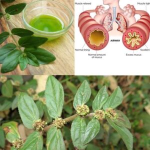 Euphorbia Hirta (Asthma-plant): Traditional Uses and Applications